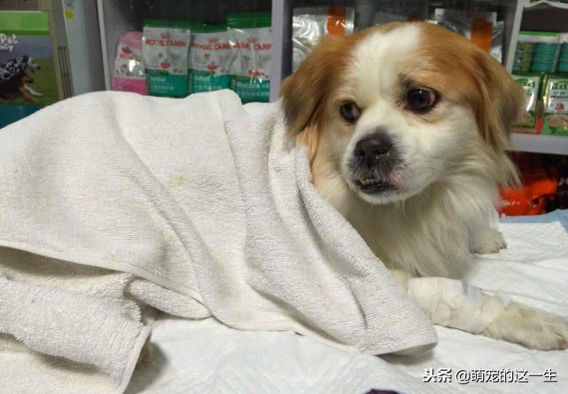 狗狗怎么判断健康状态,狗狗咋看健康