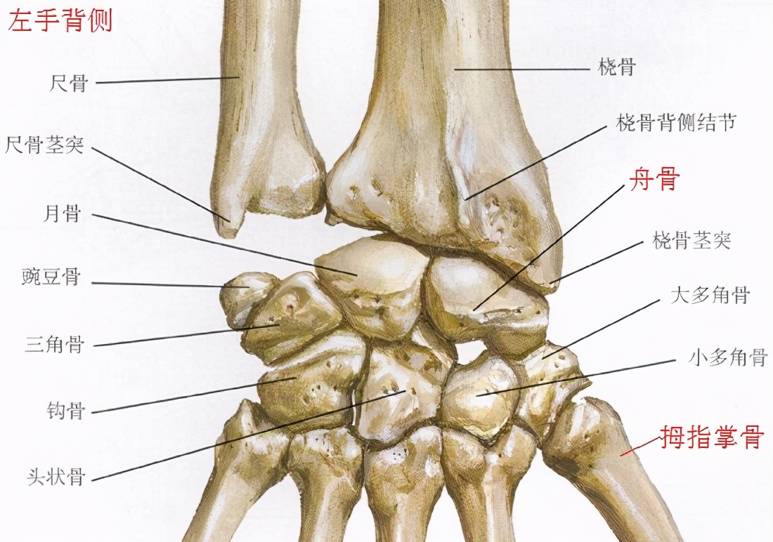 腕部腱鞘囊肿摘除术后康复