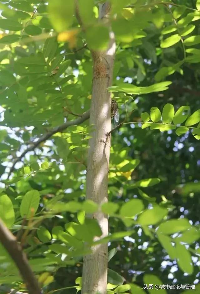 草树青翠虫鸣起，一枕清凉入梦来