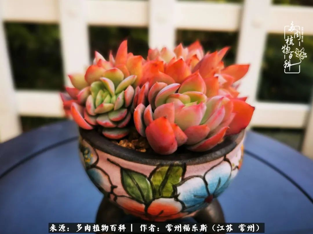 多肉是一处景物吗,多肉也有一道靓丽的风景