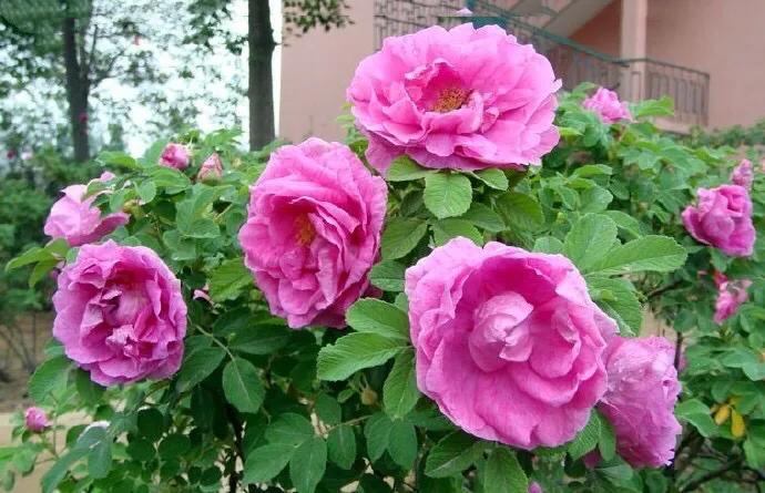 四季风玫瑰图,四季玫瑰造型树