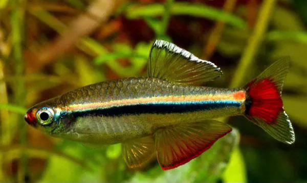 萌新适合养的观赏鱼,萌新养鱼有什么技巧