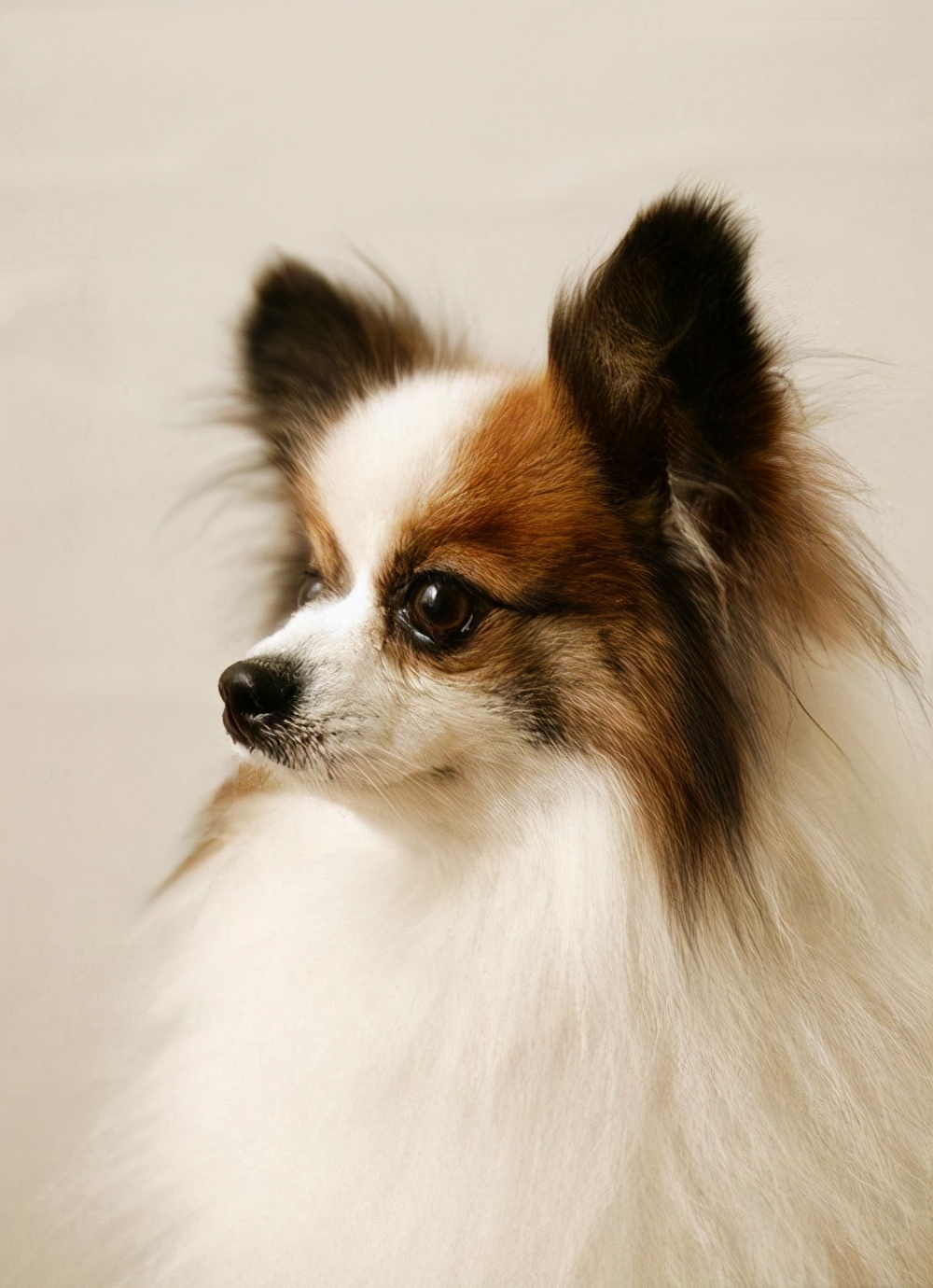 忠诚狗狗的名字叫什么,只对女主人忠诚的狗狗