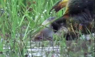 毒蛇最怕动物是什么,遇到毒蛇有哪些解决方法