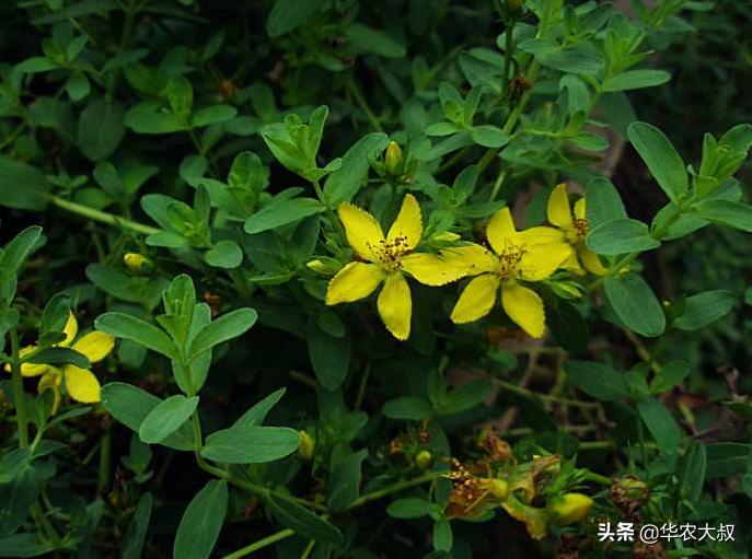 广东凉茶里面都有哪些东西,广东凉茶主要是什么