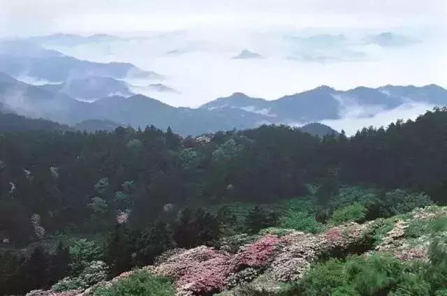 四月芳菲尽黄山杜鹃始盛开,人间四月芳菲尽高山杜鹃始盛开图