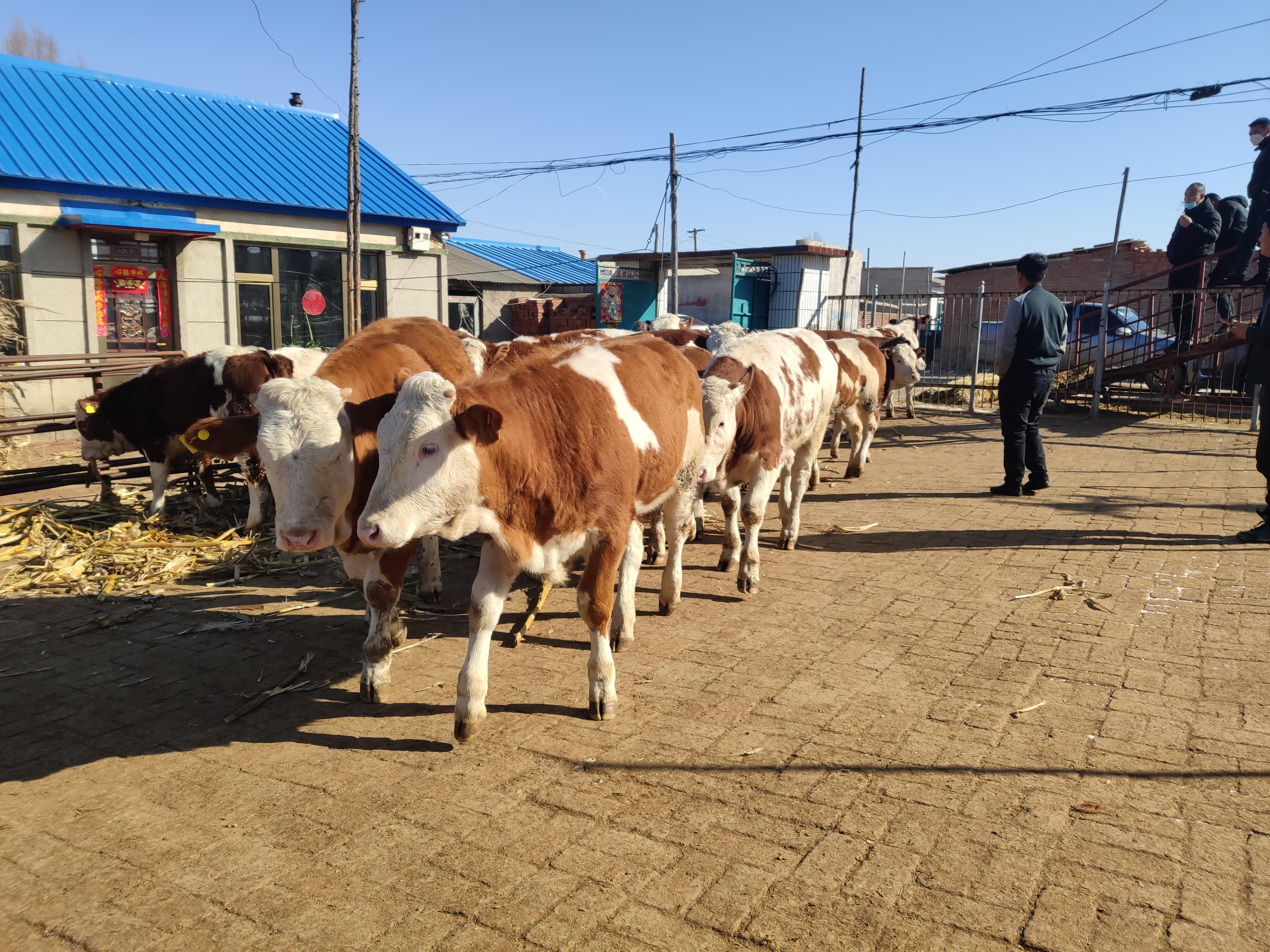 养牛的风险到底有多大,养牛的利润与风险和成本