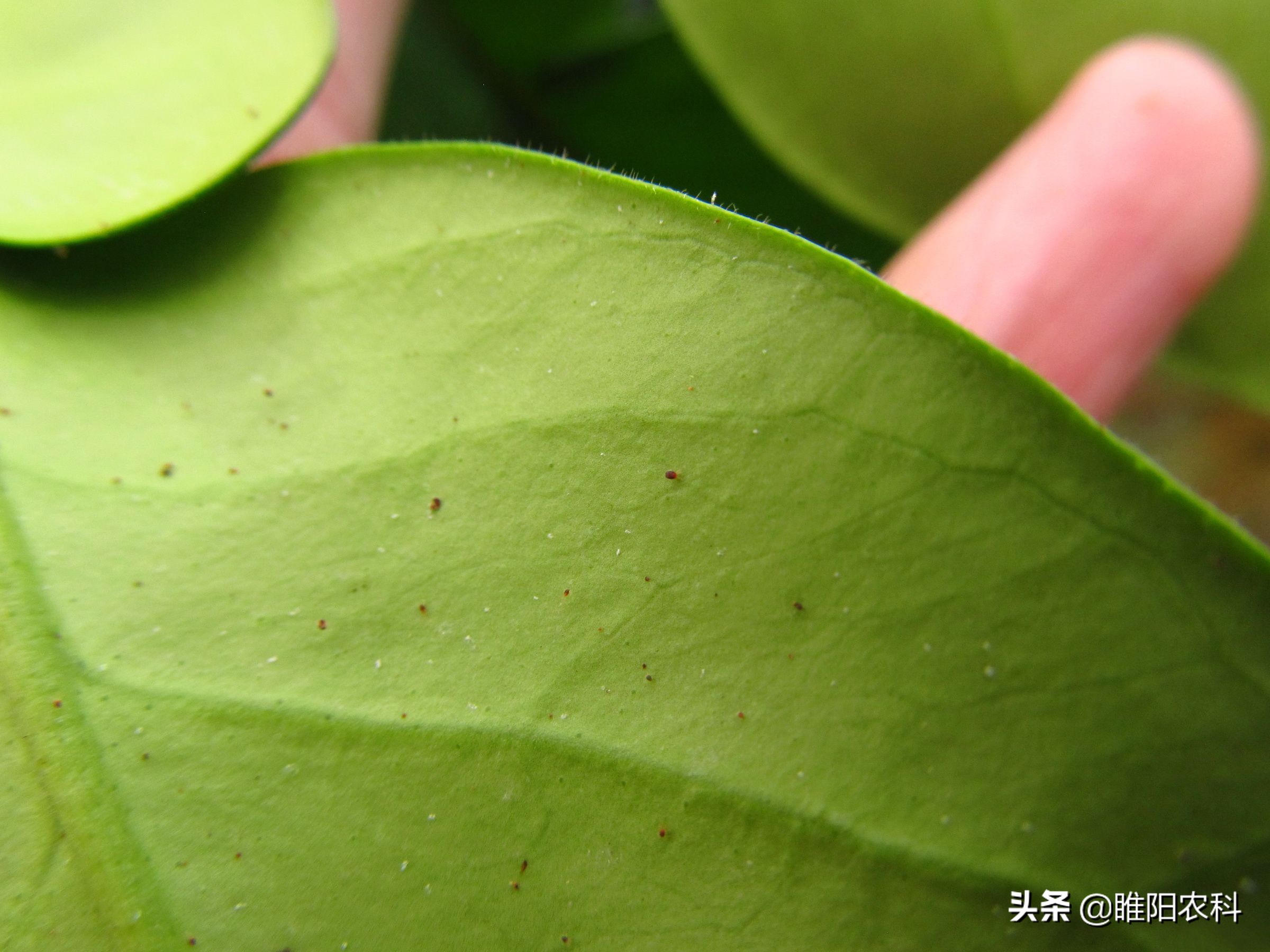 果树红蜘蛛怎么治,不用药怎样治疗果树的红蜘蛛