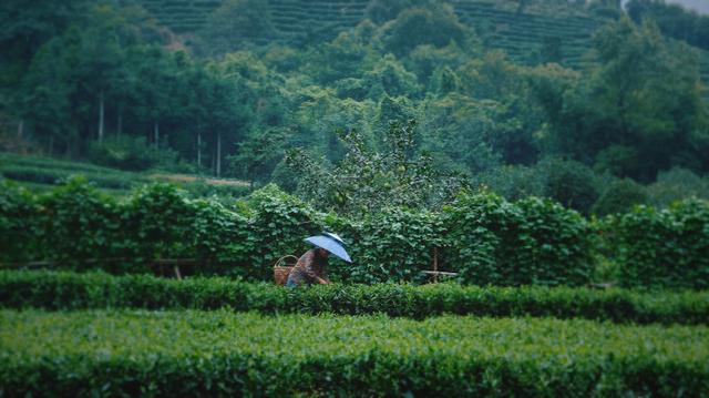 福鼎旅游数据,福鼎纪录片