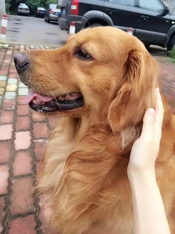 自家的狗成精了是怎样一种体验？