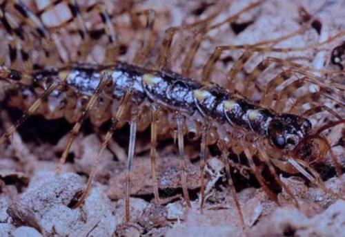 家里经常出现这种虫子,家中发现这种虫子要当心