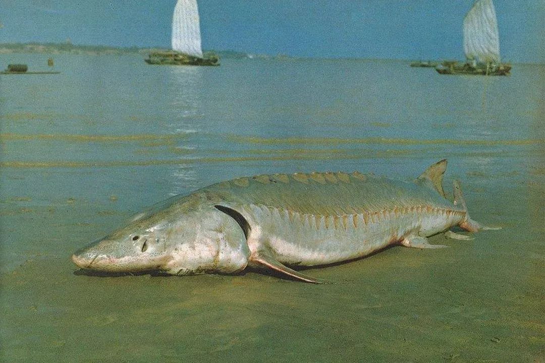 1.5亿年前的娃娃鱼，3000公里寻根的中华鲟，或因人类而灭绝