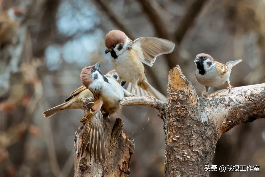 第16届国际摄影艺术展获奖作品,第29届全国摄影艺术展览作品集