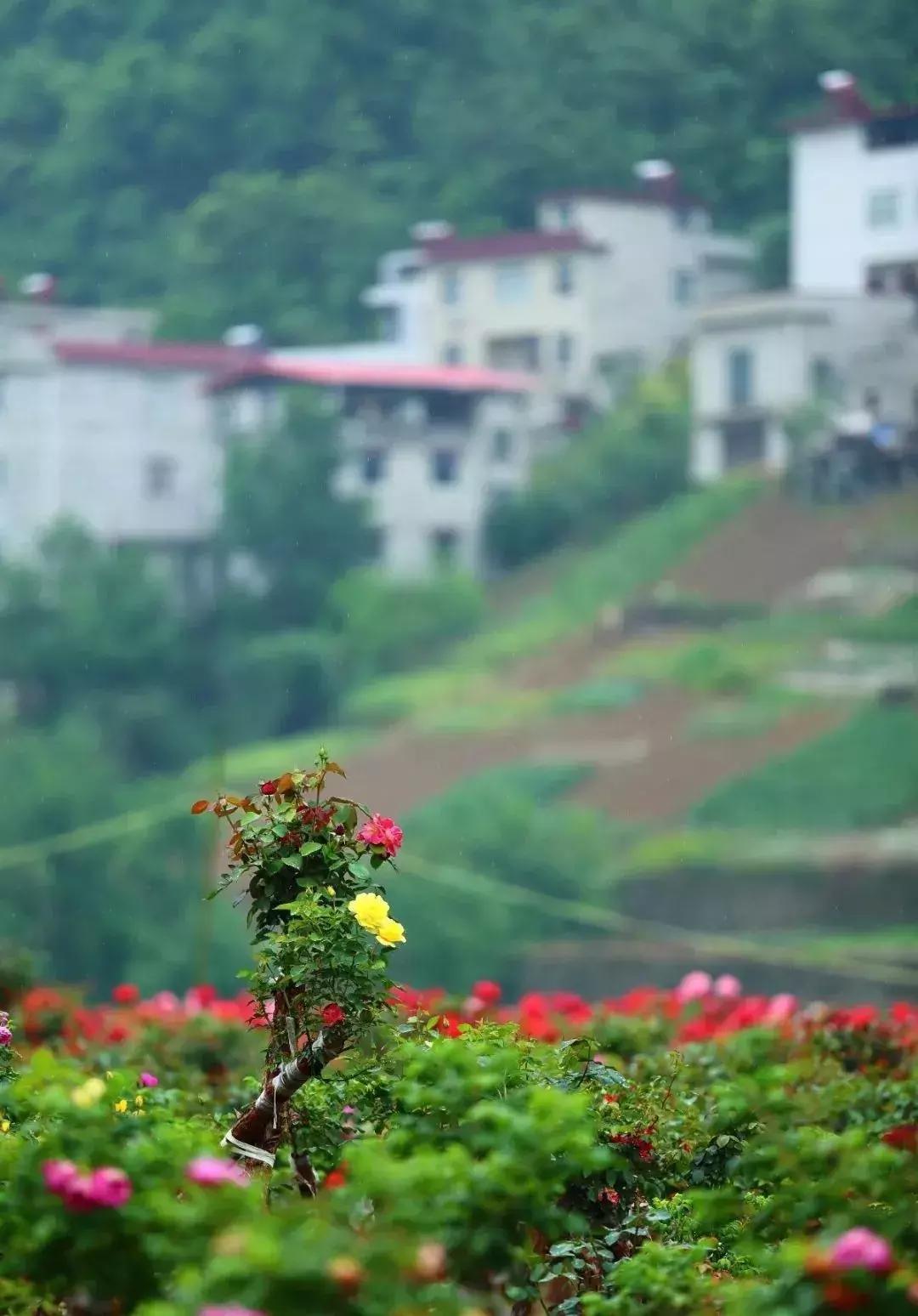 中国“林海”，你可能还不知道，这是一个低调很久了高颜值县城！