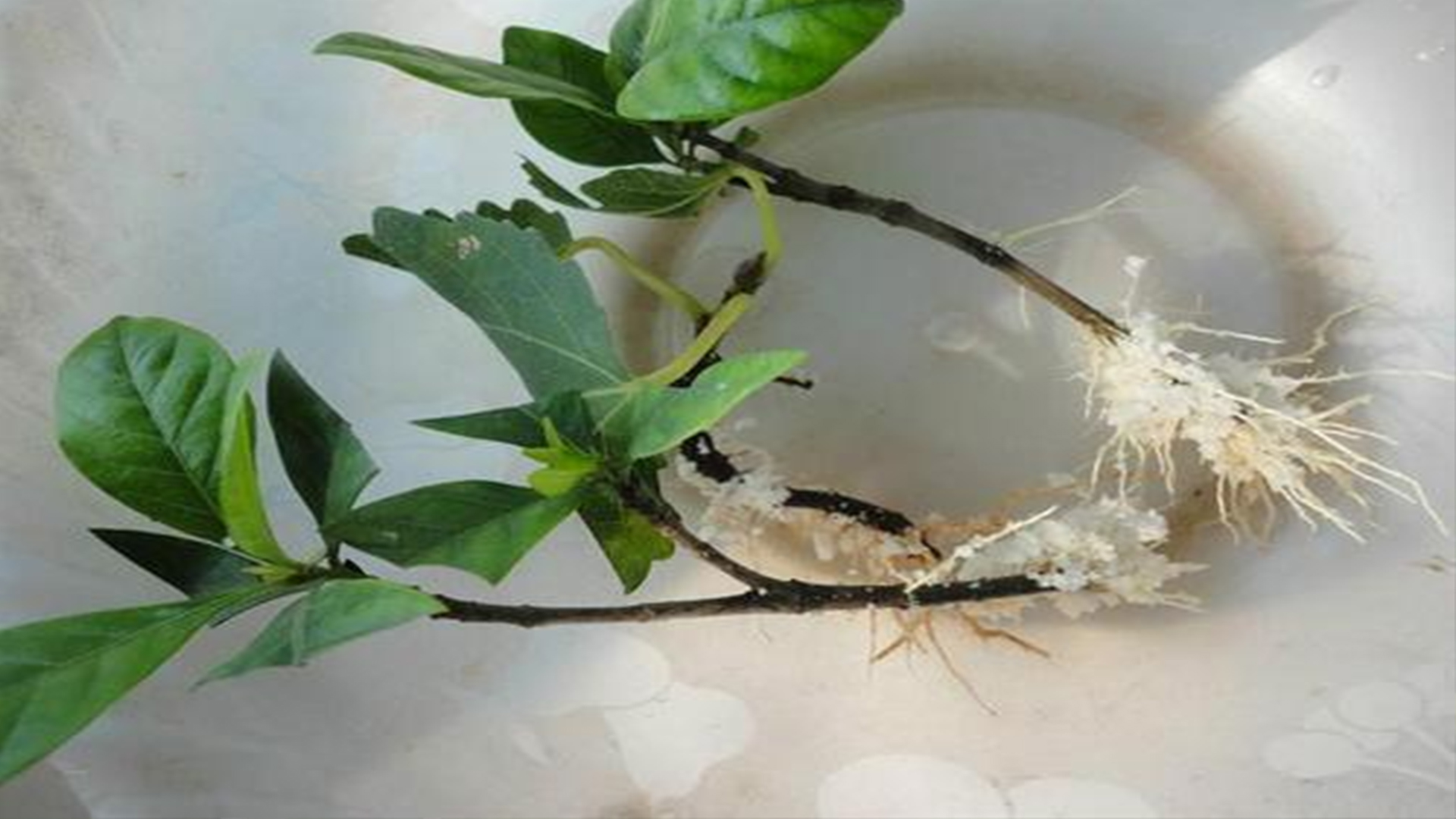 栀子花怎么扦插才能成活率高,栀子花什么时候扦插成活率高