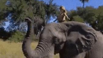 地狱式拖油瓶,地域拖油瓶