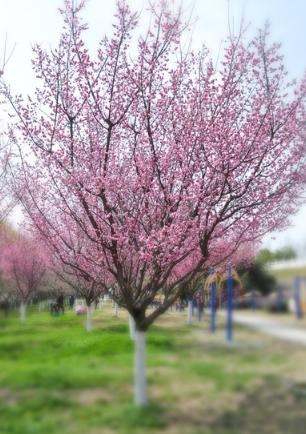 心理测试选一朵花测你的性格,心理测试测你近期会有什么机遇