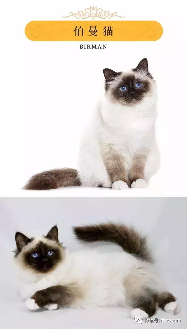 搜猫咪各种图片,世界猫咪图录