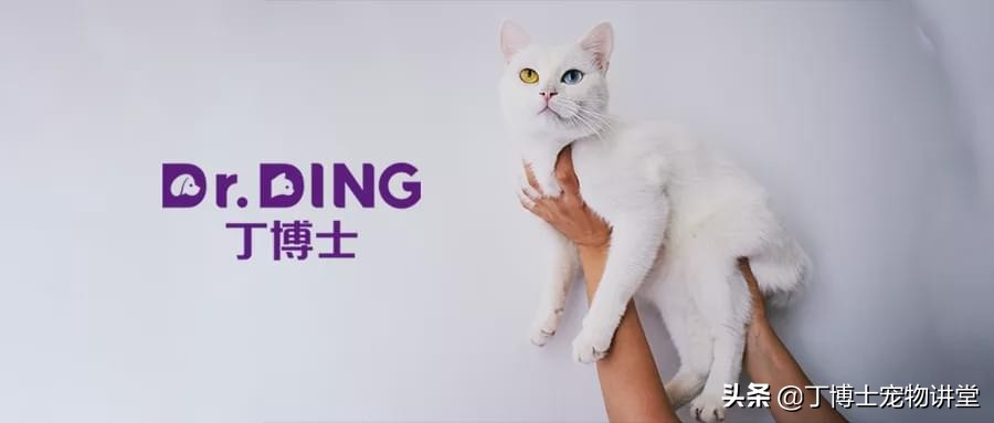 宠物犬猫常见皮肤病的临床调查,诊断治疗和日常管理防控措施