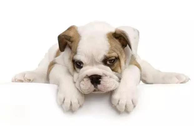 45种狗狗很难得一见你认识几种,45种最难得一见的狗