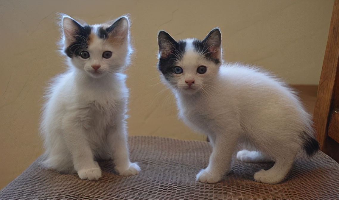 100种猫咪品种,100种猫咪名字大全