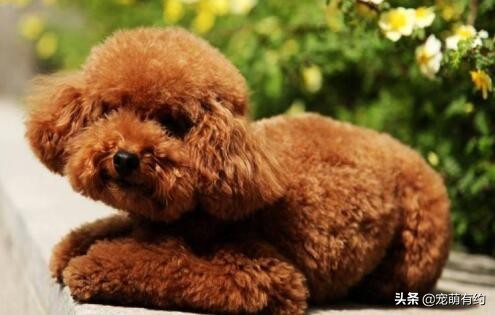 泰迪修剪造型方法与详细步骤,夏季给狗狗修剪毛发