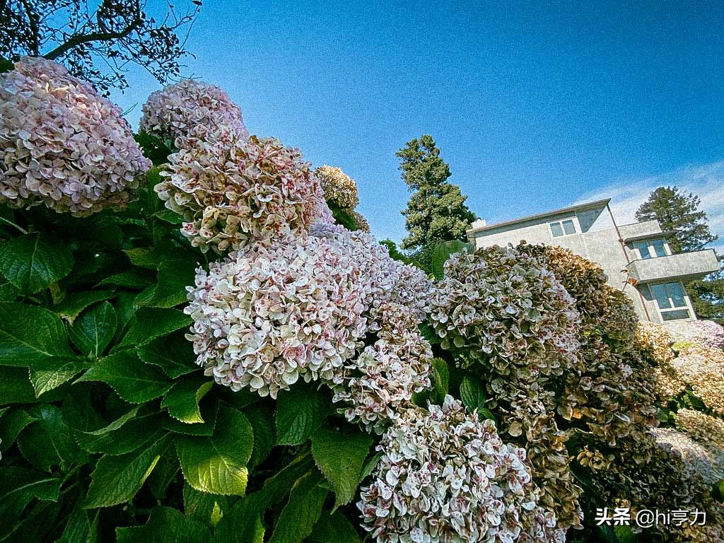旧金山旅行指南,玩转旧金山