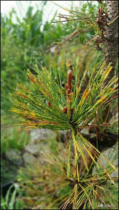 黑松盆景叶子都枯死了还能救活吗 (黑松盆景枯叶病怎么治疗)