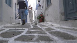 吸猫最高境界图片,吸猫最高境界完整视频