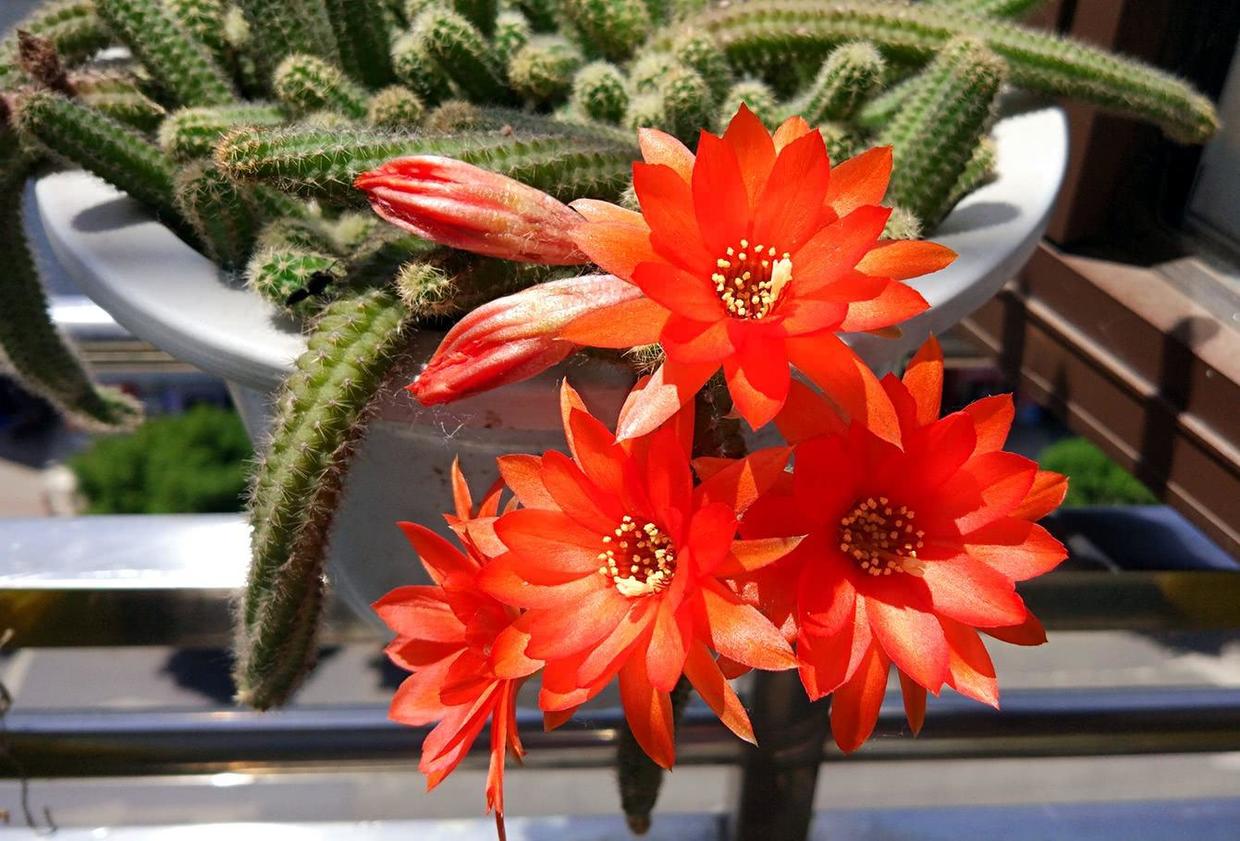 仙人指开花后的养殖方法,仙人指开花时能喷磷酸二氢钾