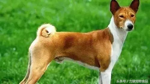 狗狗冷知识500条,狗狗柯基冷知识