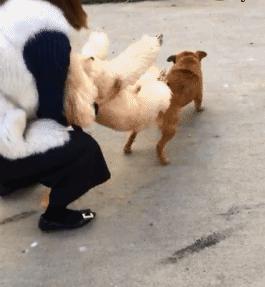 宠物可以用的避孕药,宠物紧急避孕药有用吗