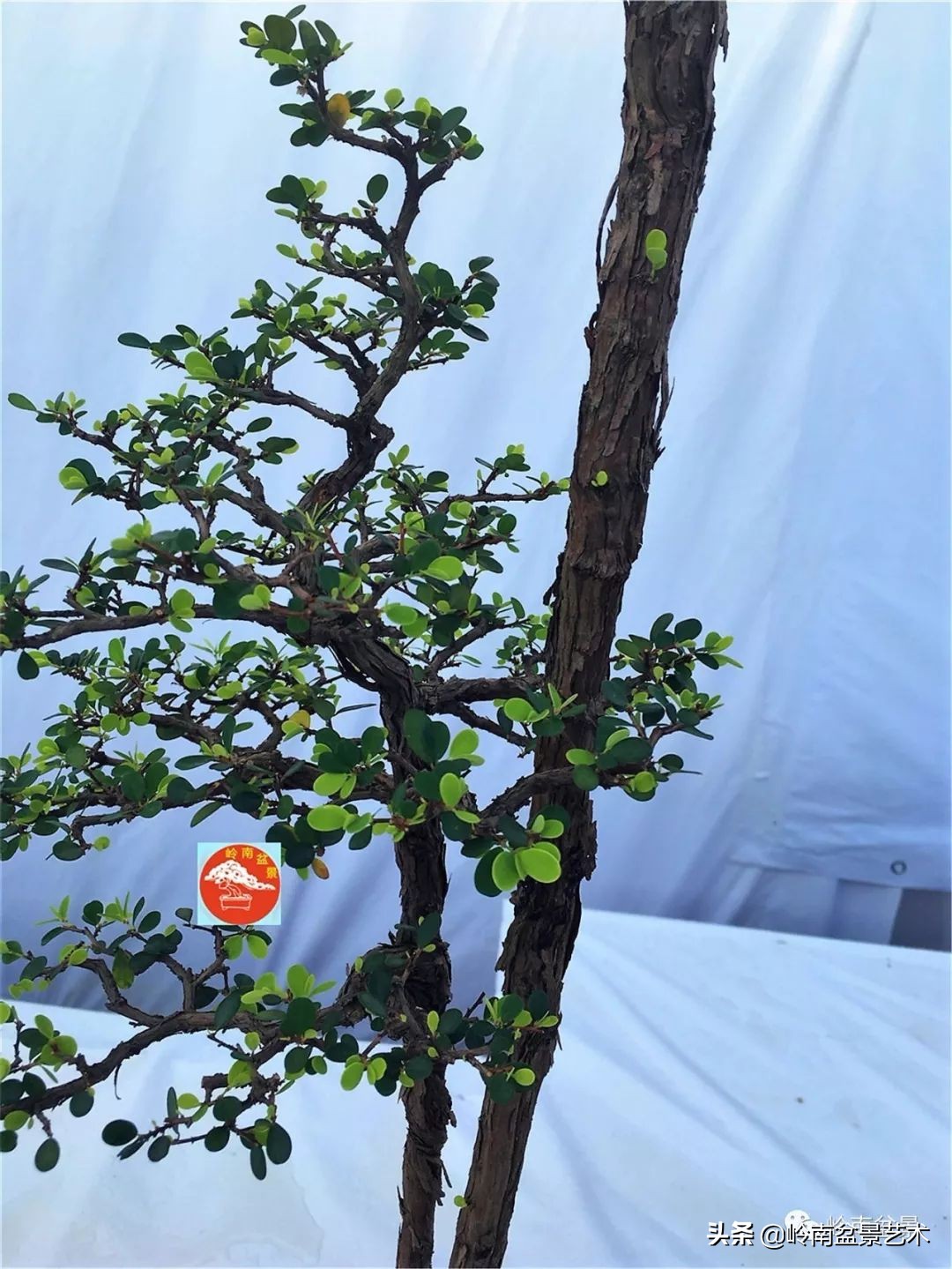 杂木盆景也毫不逊色,杂木盆景值钱吗