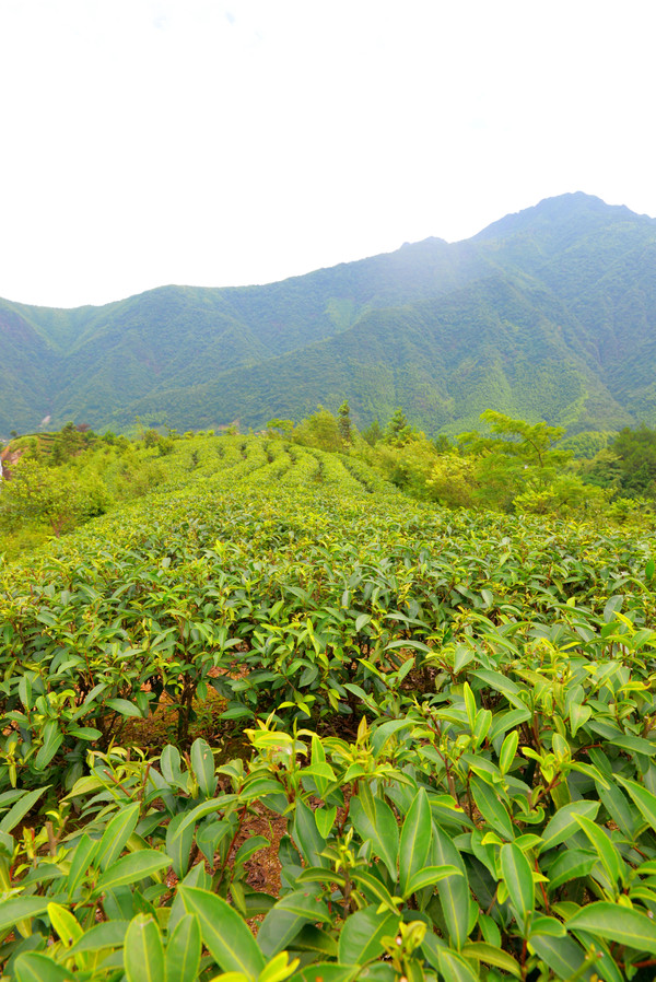 仙山岭,江西的“扎尕那”,万里茶道第一村,却被无数游客错过
