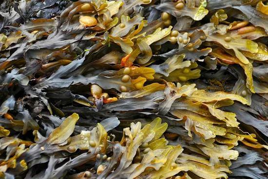 干货大全图,干货大全电子版