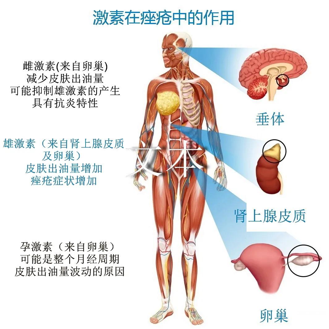 月经前痘痘怎么治,月经期前外阴长痘什么原因