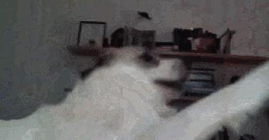 被猫狗咬伤如何正确处理,被猫狗咬伤十天了还能打针吗