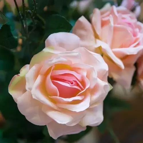 玫瑰大全｜说到玫瑰只能想到红玫瑰的，建议你好看看本文！