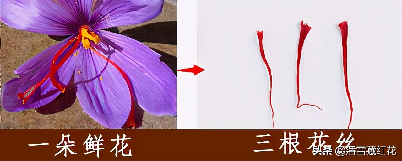 伊朗与伊拉克矛盾,伊朗和伊拉克冲突的原因