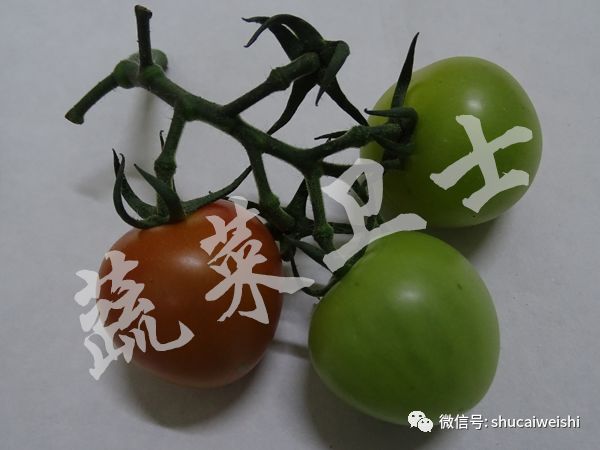 番茄褪绿病毒病特效药,西红柿褪绿病毒怎么引起的