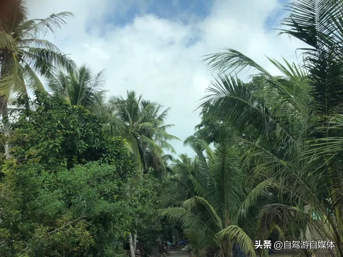 东郊椰林青椰,海南省东郊椰林树影