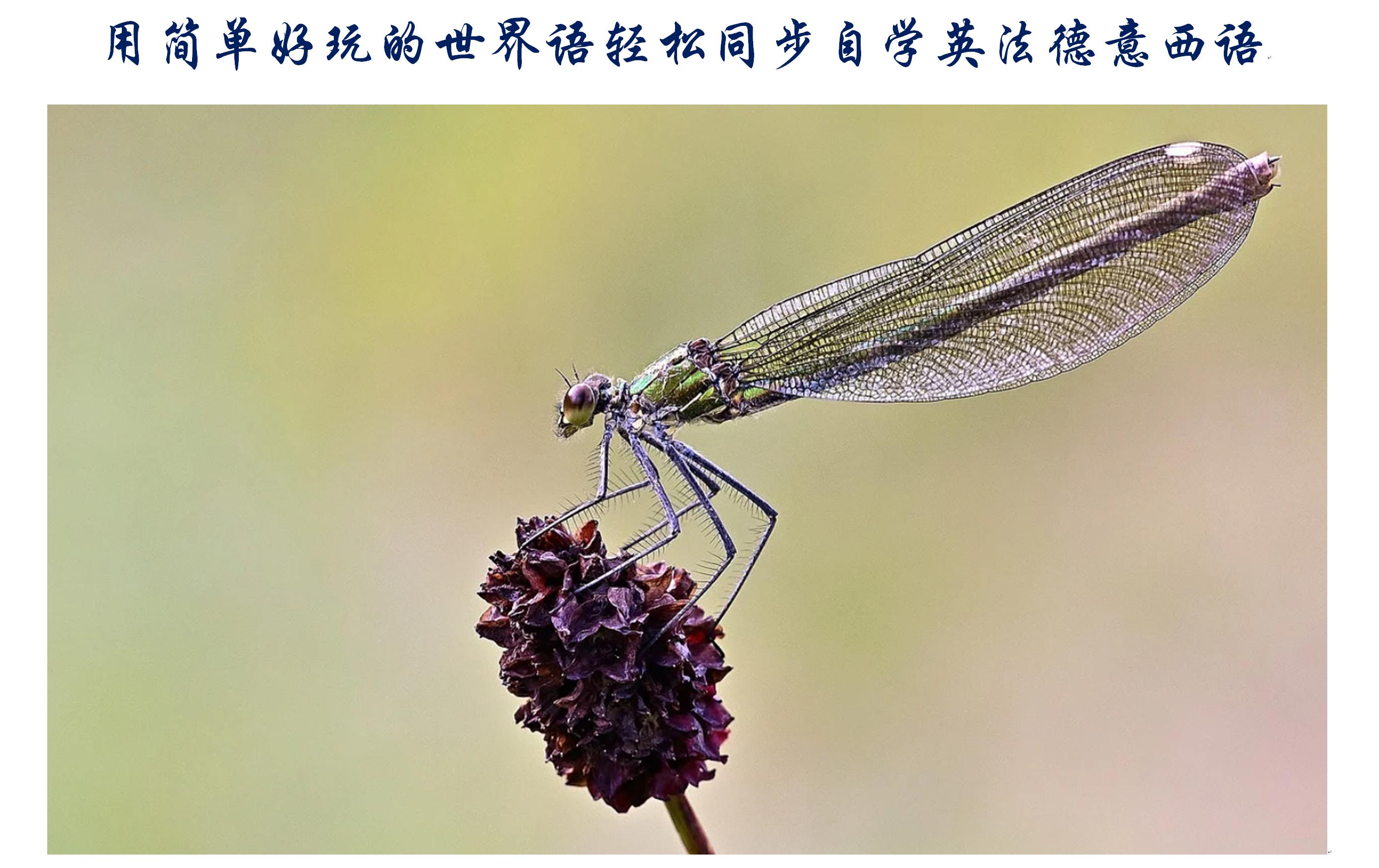 用最通俗易懂的方法学英语,用好玩的方法学日语视频