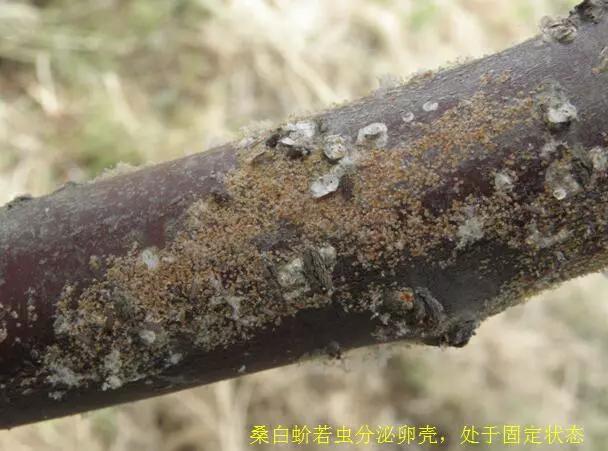 樱桃常见病虫害有哪些,樱桃常见病虫害有哪些症状