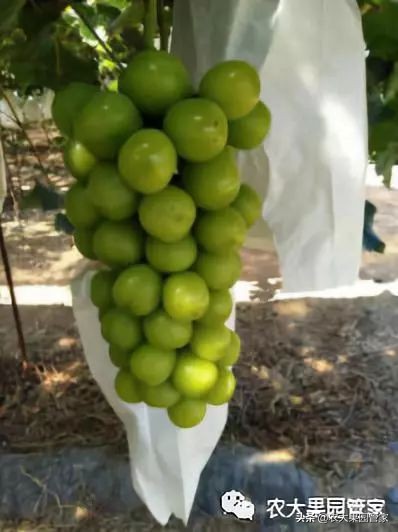 种植新品种果树苗一手货源,各种新品种果树苗木一手货源