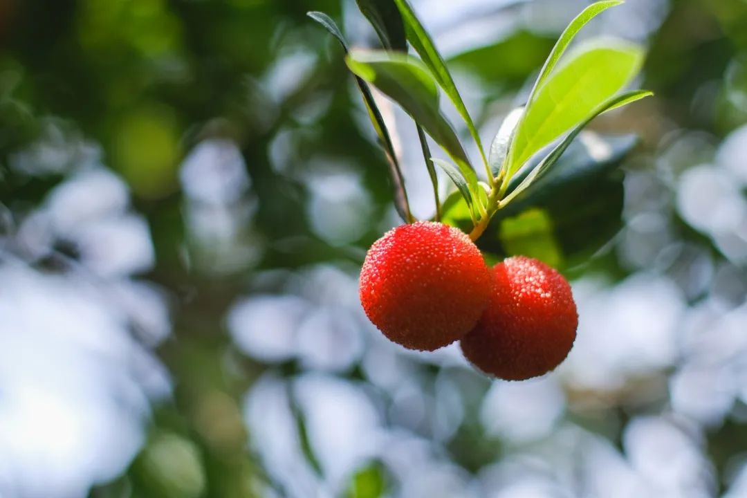 四季苏州|初夏“梅”好相遇，来西山度过酸酸甜甜的一天