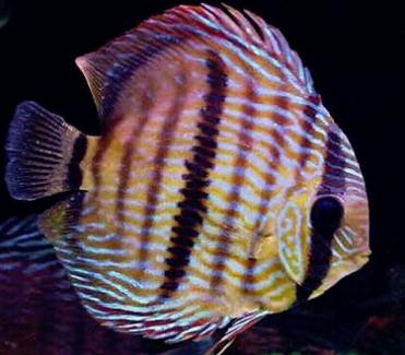 观赏鱼最怕得什么病该怎样补救,观赏鱼常见病症及应对措施