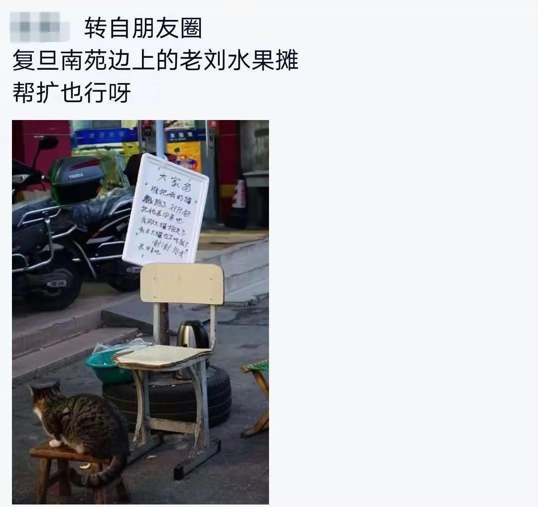 全网都以为复旦大学的猫被偷了，几天后…气得想骂猫