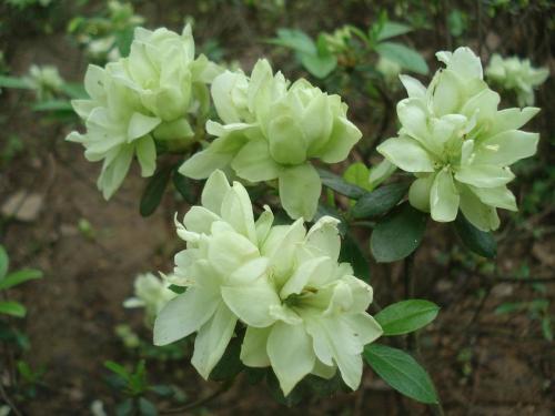 花卉大全500种杜鹃花,草本杜鹃花图片欣赏及介绍