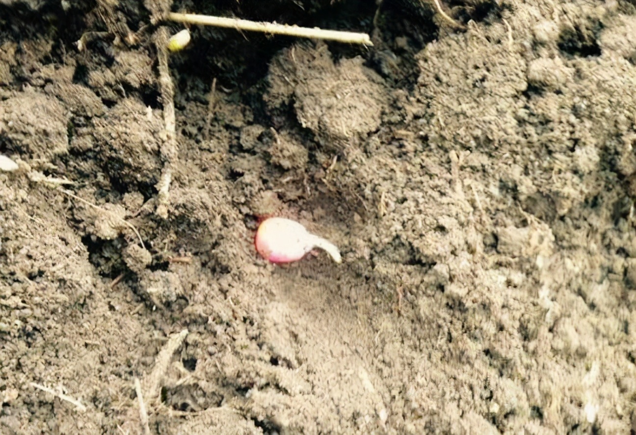 玉米成熟下大雨不能进地怎么办,刚种的玉米就下大雨了怎么办