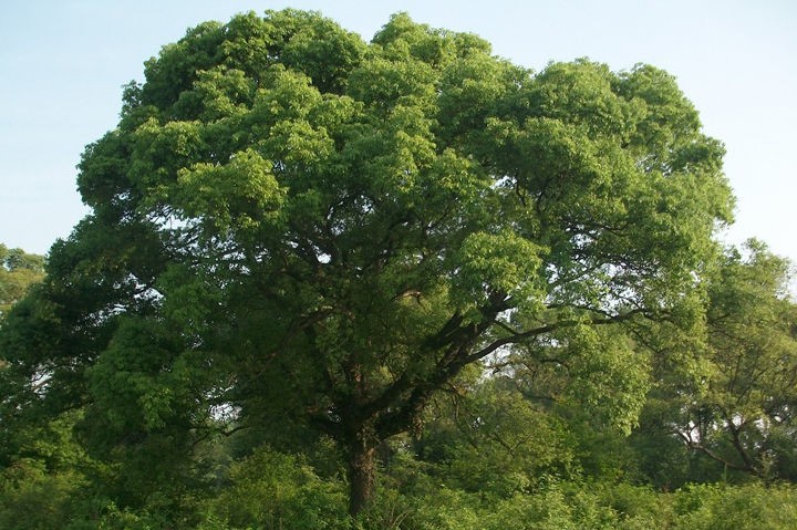 盘点史上最全中国各城市市花,中国各个地方的市花